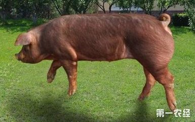 桌面是什么意思